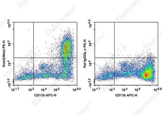 Anti-Mouse Nos2 Antibody [W16030C] - ABMIUM