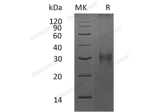 > 80 % as determined by reducing SDS-PAGE.