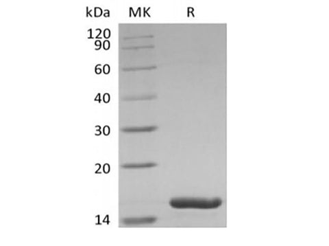 > 98 % as determined by reducing SDS-PAGE.