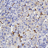 Immunohistochemistry analysis of paraffin-embedded human liver using Connexin-40 Polyclonal Antibody at dilution of 1:400.