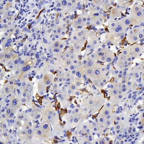 Immunohistochemistry analysis of paraffin-embedded human liver using Connexin-40 Polyclonal Antibody at dilution of 1:400.