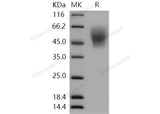 > 98 % as determined by reducing SDS-PAGE.