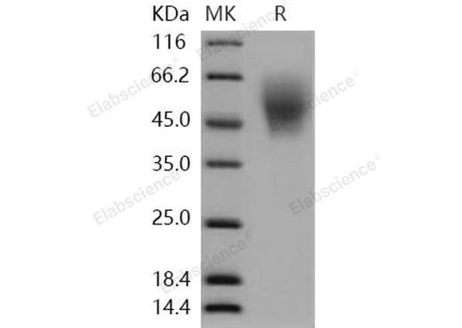 > 98 % as determined by reducing SDS-PAGE.