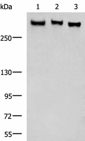 Anti-Human/Mouse/Rat FLNC Antibody - ABMIUM