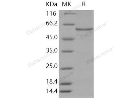 > 80 % as determined by reducing SDS-PAGE.