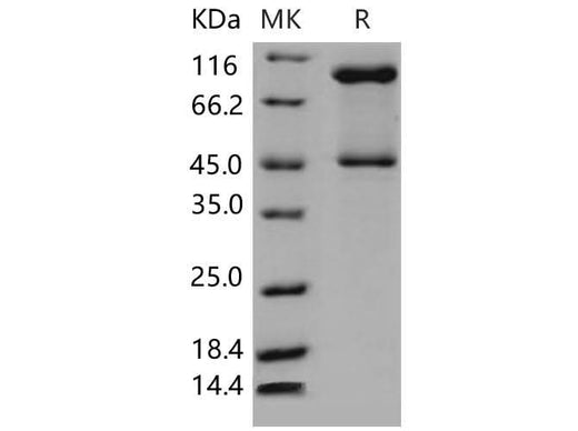 > 95 % as determined by reducing SDS-PAGE.