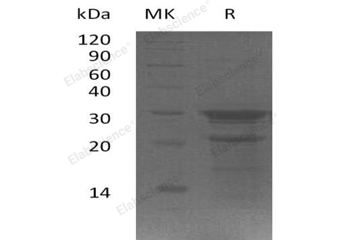> 80 % as determined by reducing SDS-PAGE.