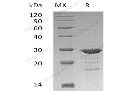 > 90 % as determined by reducing SDS-PAGE.