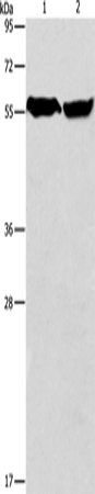 Anti-Human/Mouse/Rat ARHGEF9 Antibody - ABMIUM