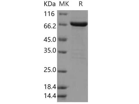 > 92 % as determined by reducing SDS-PAGE.