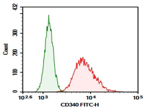 Anti-Human CD340 Antibody [chA21] - ABMIUM