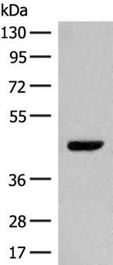 Western blot analysis of NIH/3T3 cell lysate using GPR52 Polyclonal Antibody at dilution of 1:400