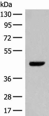 Western blot analysis of NIH/3T3 cell lysate using GPR52 Polyclonal Antibody at dilution of 1:400