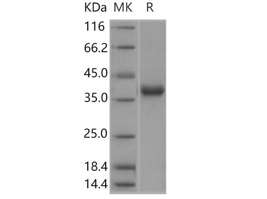> 95 % as determined by reducing SDS-PAGE.
