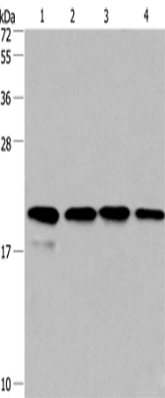 Anti-Human/Mouse/Rat Cyclophilin F Antibody - ABMIUM