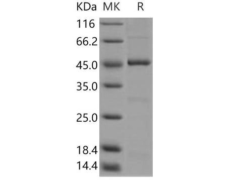 > 85 % as determined by reducing SDS-PAGE.