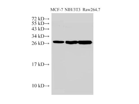 Anti-Human/Mouse Galectin Antibody - ABMIUM