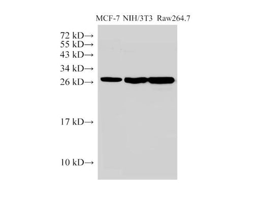 Anti-Human/Mouse Galectin Antibody - ABMIUM