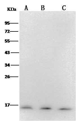 Anti-Human PFDN1 Antibody [A995] - ABMIUM