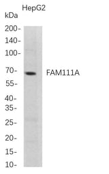 Anti-Human FAM111A Antibody [B719]