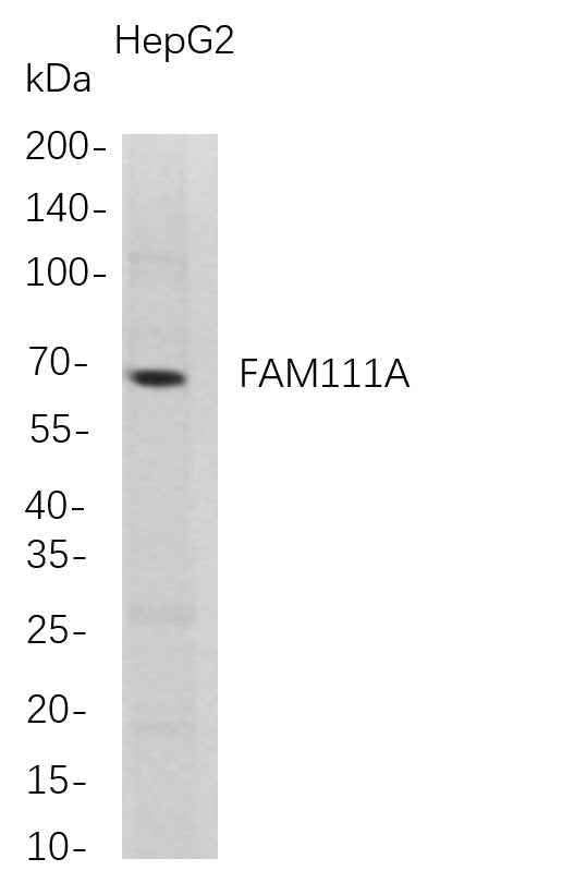 Anti-Human FAM111A Antibody [B719] - ABMIUM