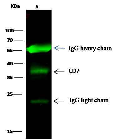 Anti-Human CD7 Antibody [B133] - ABMIUM