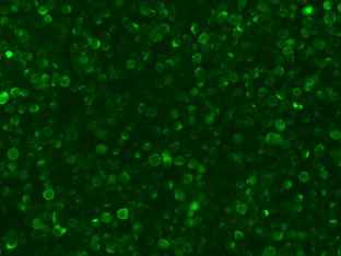 Anti-Rat TNF Antibody [B516] - ABMIUM