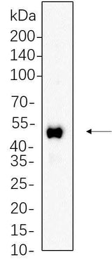 Anti-Human/Mouse/Rat RUNX1 Antibody [B628]