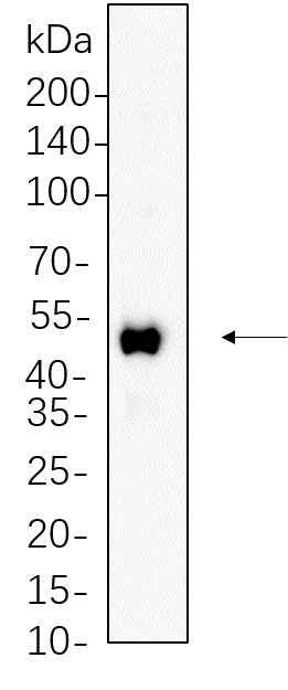 Anti-Human/Mouse/Rat RUNX1 Antibody [B628] - ABMIUM