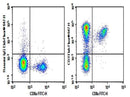 Anti-Mouse CD3e Antibody [500A2] - ABMIUM