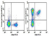 Anti-Mouse CD3e Antibody [500A2] - ABMIUM