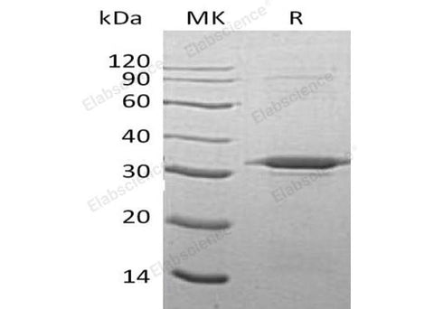> 90 % as determined by reducing SDS-PAGE.
