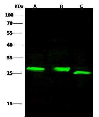 Anti-Mouse CFD Antibody [B463] - ABMIUM
