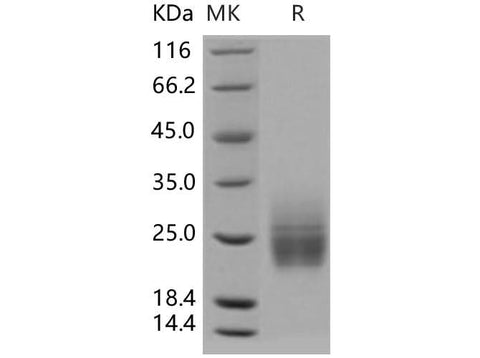 > 97 % as determined by reducing SDS-PAGE.