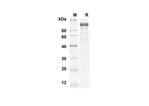 SDS-PAGE analysis of Mouse LEPR proteins, 2 μg/lane of Recombinant Mouse LEPR proteins was resolved with an SDS-PAGE under reducing conditions, showing bands at 89.9 kDa.