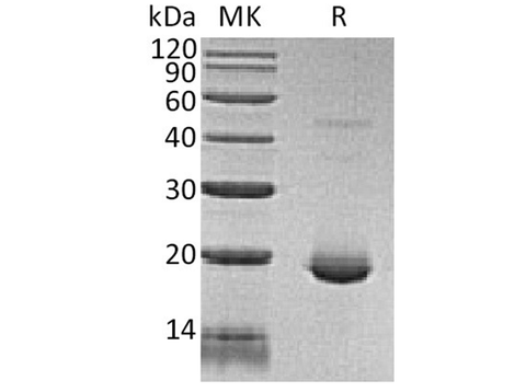 > 98 % as determined by reducing SDS-PAGE.