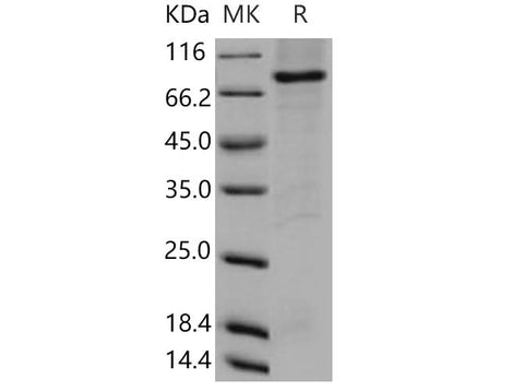 > 85 % as determined by reducing SDS-PAGE.