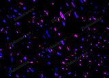 Paraffin embedded rat heart was treated with DNase I to fragment the DNA. DNA strand breaks showed intense fluorescent staining in DNase I treated sample (red). The cells were counterstained with DAPI (blue).This photo was taken by confocal microscope.