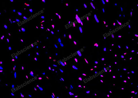 Paraffin embedded rat heart was treated with DNase I to fragment the DNA. DNA strand breaks showed intense fluorescent staining in DNase I treated sample (red). The cells were counterstained with DAPI (blue).This photo was taken by confocal microscope.