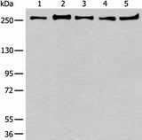 Western blot analysis of 293T K562 Raji Hela and NIH/3T3 cell lysates using PRPF8 Polyclonal Antibody at dilution of 1:600