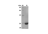 SDS-PAGE analysis of Human I-PTH proteins, 2 μg/lane of Recombinant Human I-PTH proteins was resolved with SDS-PAGE under reducing conditions, showing bands at 29 kDa.