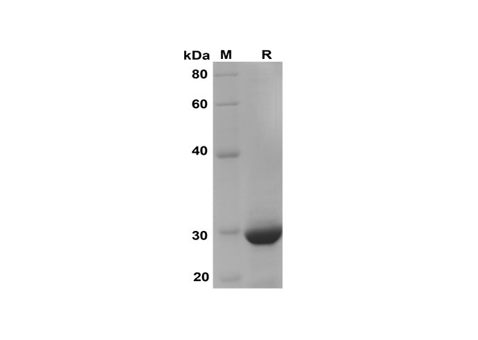 SDS-PAGE analysis of Human I-PTH proteins, 2 μg/lane of Recombinant Human I-PTH proteins was resolved with SDS-PAGE under reducing conditions, showing bands at 29 kDa.