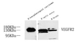 Western Blot analysis of various samples using FLK1 Polyclonal Antibody at dilution of 1:800.