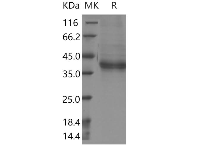 > 90 % as determined by reducing SDS-PAGE.