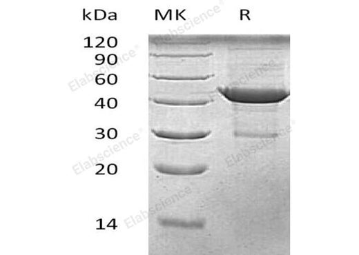 > 90 % as determined by reducing SDS-PAGE.
