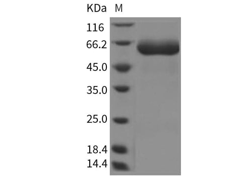 > 95 % as determined by reducing SDS-PAGE.
