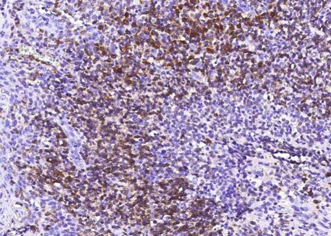 Anti-Human/Cynomolgus CD79A Antibody [A1252] - ABMIUM