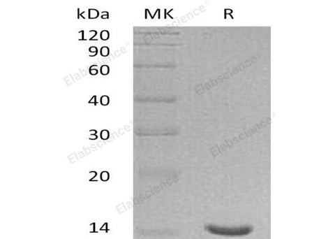 Recombinant Human Galectin-7/LGALS7 Protein - ABMIUM
