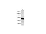 Anti-Human/Rat SEPP1 Antibody - ABMIUM