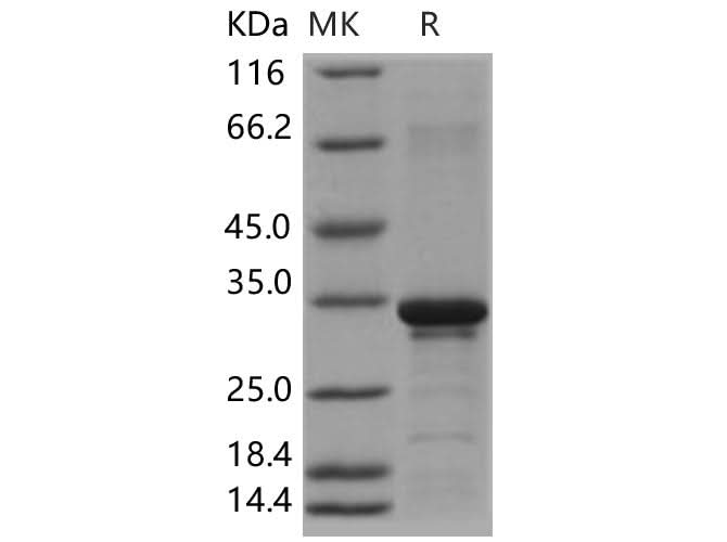 > 85 % as determined by reducing SDS-PAGE.